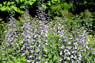 Baptisia or False Indigo