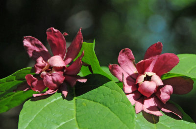 Calycanthus - Allspice