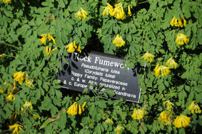 Corydalis lutea or Flumwort