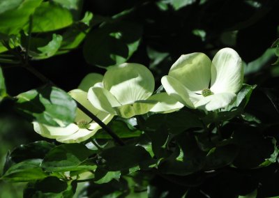 Dogwood Tree Blossoms