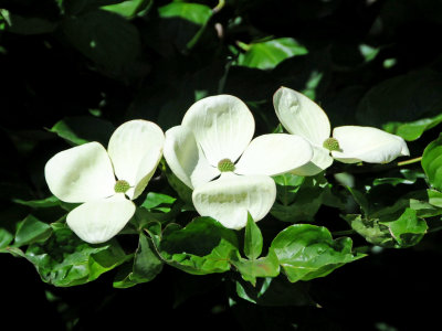 Dogwood Tree Blossoms