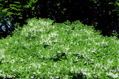 Fringe Tree Blossoms