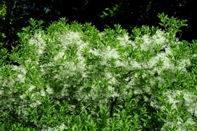 Fringe Tree Blossoms