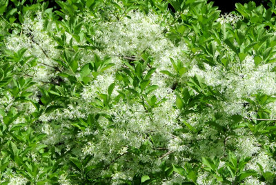 Fringe Tree Blossoms