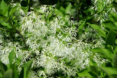 Fringe Tree Blossoms