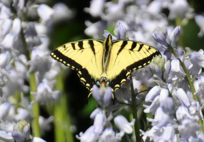 Canadian Tiger Swallowtail in Bluebell Meadow