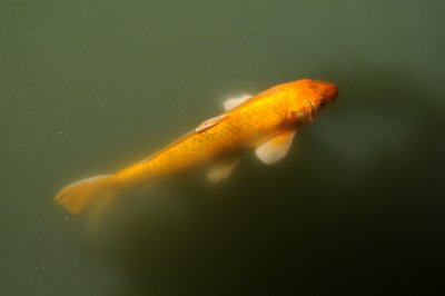 Koi or Carp