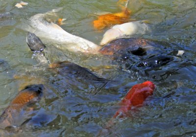 Koi or Carp