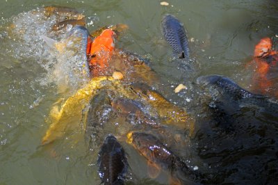 Koi or Carp