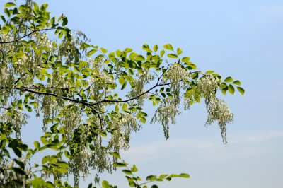 Yellowwood Tree or Cladrastis lutea in Bloom