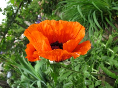 Poppy Blossom