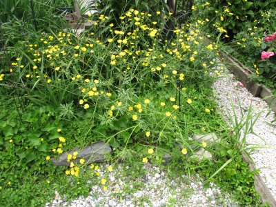 Unknown Yellow Flowers on a Garden Path