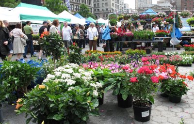 Flowers at the Green Market