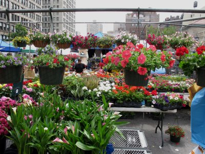 Flowers at the Green Market