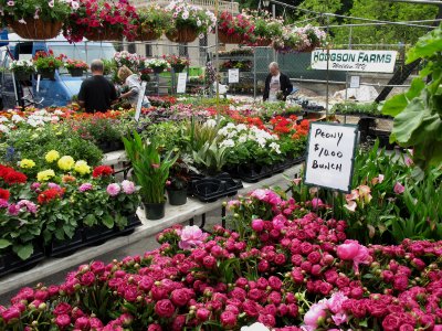 Flowers at the Green Market