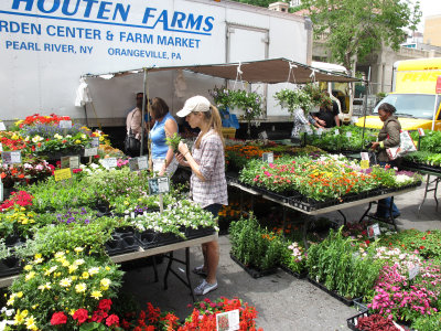 Flowers at the Green Market