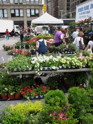 Flowers at the Green Market