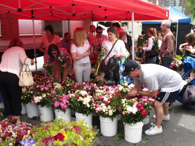 Flowers at the Green Market