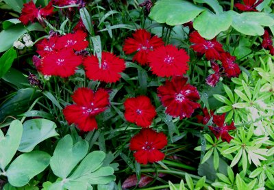 Red Carnations or Diathus