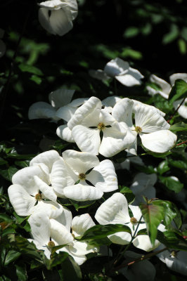 Dogwood Tree Blossoms