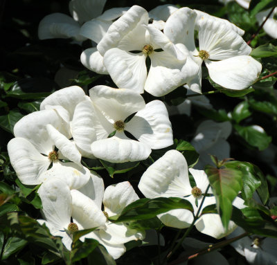 Dogwood Tree Blossoms