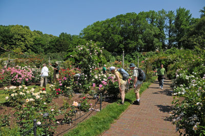 Rose Garden