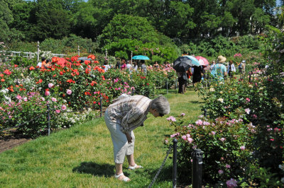 Rose Garden