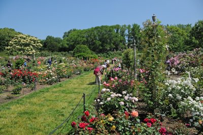 Rose Garden