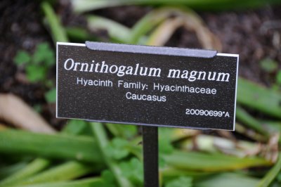 Ornithogalum magnum Lily