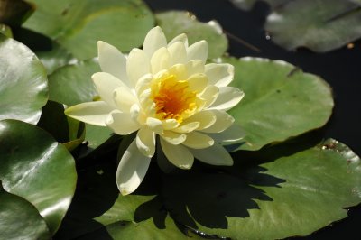 Water Lily