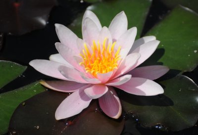 Water Lily