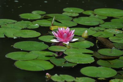 Water Lily