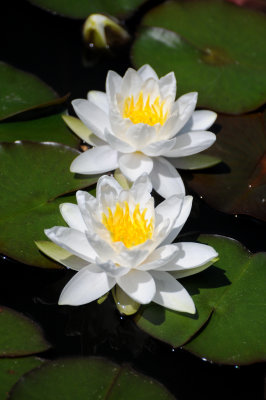 Water Lily