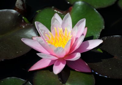 Water Lily