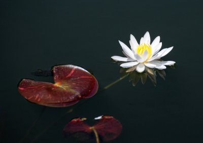 Water Lily