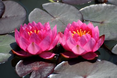 Water Lily