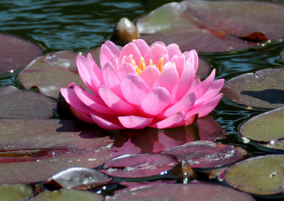 Water Lily