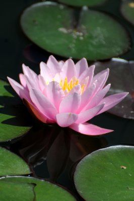 Water Lily