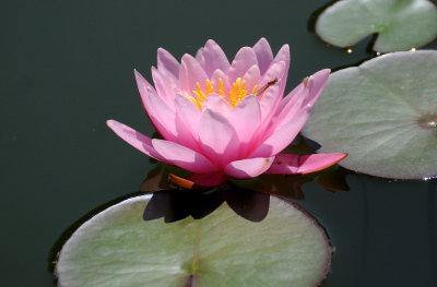 Water Lily