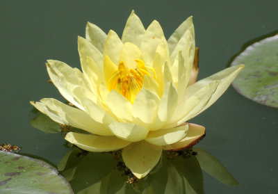 Water Lily