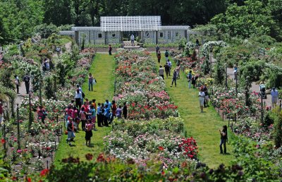 Rose Garden in Full Bloom 