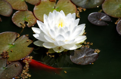 Water Lily