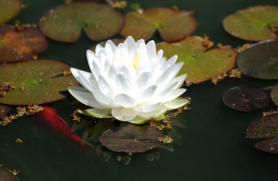 Water Lily