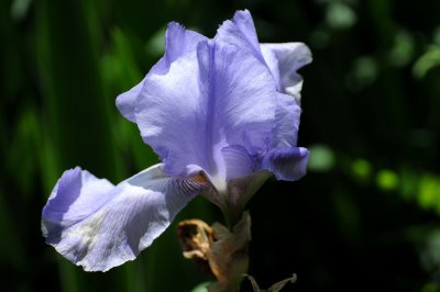 Iris at the Rose Garden