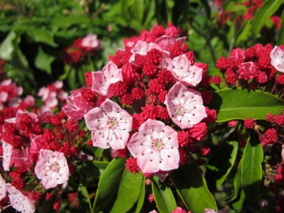 Mountain Laurel or Kalmia latifolia