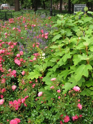 Roses, Hydrangea & Calamintha