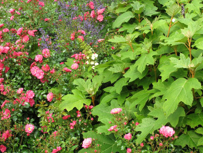 Roses, Hydrangea & Calamintha