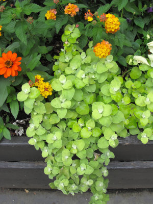 Flower Box Arrangement - Lysimachia, Lantana & Aster