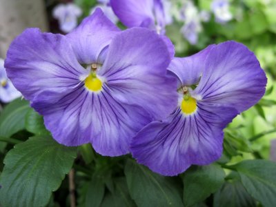 Pansy or Viola