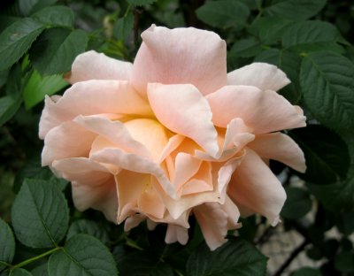 Rose Blossoms